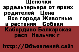 Щеночки эрдельтерьера от ярких родителей › Цена ­ 25 000 - Все города Животные и растения » Собаки   . Кабардино-Балкарская респ.,Нальчик г.